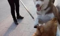 金毛遇上金毛狗狗一直激怒另一方,結果二哈躺在了医院门诊手术台