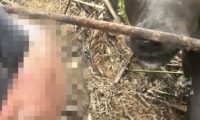 男子进山晕倒了3天3夜，狗狗一直守在他身边