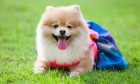狗狗子宫蓄脓不容忽视