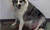 澳洲牧羊犬巴迪体重83公斤胖到危及生命 减肥大变身成明星