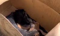 得了犬瘟的德牧奋力想挣脱命运,但令人心寒的则是冷言冷语