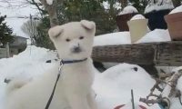 纯白秋田犬玩白雪，都分不清到底是雪还是狗了