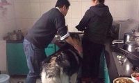 狗狗正在厨房偷吃，被主人拍到证据后还不承认，狗狗表情亮了