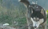 哈士奇被送至乡村当看门犬,三个月后,主人家再见了时禁不住高声痛哭流涕