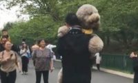 巨型泰迪犬不愿意回家了被主人背着回来，网友笑喷