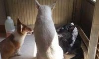 主人蹲完厕所开门,差点被绊倒,原来自家三只狗狗排排坐门前开会