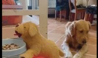 金毛偏食不肯用餐，主人装作让玩具狗吃，它就吃醋了：那是我的饭