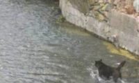 狗狗下湖捉鱼，捉上来一个怪异的物品，主人家一看开心坏掉！