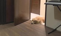 金毛犬想陪生病主人,恪守辛酸约定换一个方法守卫,结果超暖人