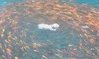 狗狗跳进有锦鲤的湖里，一群锦鲤全都围着它转圈
