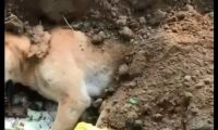 小狗死后被扔掉 | 狗狗离世被遗弃在人行道上，网友称点再多香烛都不如安排好其后事