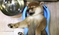 小柴犬吃饱后直接在自己的饭盆里睡着了，小模样萌炸了…..