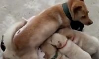 土狗大黄生了一窝小奶狗，连母狗自身都糊里糊涂了，这究竟有几个啊