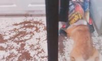 狗狗偷食被揍三耳光，柯基：想喊醒一只吃饱了的狗，不太可能！