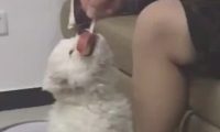 小狗狗咬着雪糕不松嘴，主人拽都拽不动，网民：小吃货