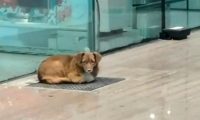 忠犬飞机场苦等主人一年，拿塑料瓶当玩具，它没等到主人却有了家