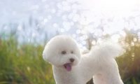 狗狗体味排行榜：最“香”的6种狗，每只都自带“清香”
