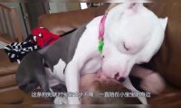 主人外出买菜,嘱咐狗狗照顾好宝宝,回家一看却一瞬间笑喷了