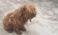 捡了一头漂泊泰迪回家了，家中的狗对它投怀送抱，它却和其他狗生小孩