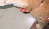 因为不小心踩了狗狗一脚，它就报复踩回来