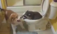 小浣熊把坐便器当窝，狗狗如何劝也不听，能随时随地洗食材的地区多难能可贵