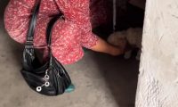 面对到来的热水,再不舍也得把狗狗带走