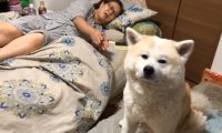 秋田犬进卧房不做声，小主人下学回家才搞清楚，萌化主人家的心