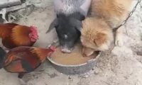狗狗跟猪恩爱了，一起进餐驱逐鸡，见到这一幕令人不淡定从容