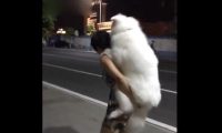 马路边见到怪异物件，小狗居然两脚行走，靠近一看过路人立刻惊叹！