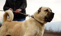 外表凶悍内心温柔,土耳其国宝坎高犬Kangal