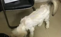 金毛刮毛之后判若两狗,样子惨不忍睹,网民:美发师技术性很差