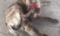 小黑猫把大黑狗当成了妈妈，竟然想要喝奶，女主人看到后羞红了脸