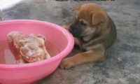 小土狗趴到冷冻肉旁，先装作磨牙之后多喝水，最终禁不住還是偷食了！