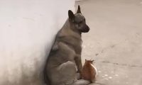 狗跟猫靠在一起日晒，被别人发现后亲了猫一口，网民：真甜美