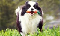 春天养狗，这五件事情需要注意
