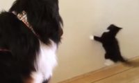 这对简直就是最佳组合！ 萌喵霸气征服大狗成家中小霸王