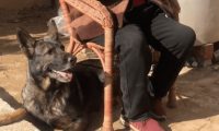 狗狗听说奶奶要出去,立马跑去车边开门,跳上车等着,太聪明了!