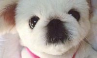它是中国最古老的犬种，曾是皇帝养的狗，现在却流失到了国外
