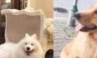 萨摩耶一天到晚只知道傻乐,网友:这狗也太漂亮了吧