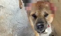 狗狗出去玩回来，耳朵尾巴竟被人割掉了