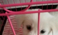 狗狗坐在电梯门口前，却没看到主人，是被遗弃了吧！