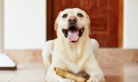 主人不在家宠物犬都忙啥？无非这5件事，铲屎官：最后一个好贴心