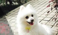 2岁博美犬走丢 婆婆非常伤心愿意现金酬谢归还者