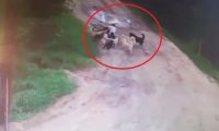 流浪狗忘记带食物 | 喂养了两年的流浪狗活活咬死了他 只因忘记带食物