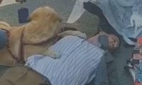 主人晕倒,敬业导盲犬坚持趴着守护,医护人员赶都赶不走!