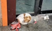 被主人抛弃在寒冬中的狗狗，在雪中瑟瑟发抖，日复一日等主人回家