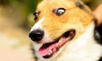 狗狗冲撞古玩摊,撞碎3只瓷器,主人:狗赔给你