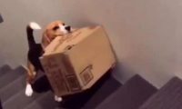 主人没空陪狗狗玩，狗狗就自身叼纸箱子爬楼，样子令人辛酸