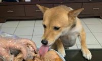 柴犬趁主人不留意的情况下，用舌头舔了下烤鸡腿，一海碗全是它的了！