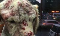 以爱心名义收养狗狗 黄金猎犬全身溃烂遭虐待